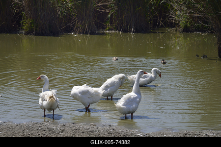 Hortobágy-stock-foto