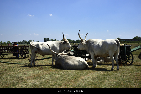 Hortobágy-stock-foto