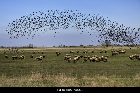 Hortobágy-stock-foto