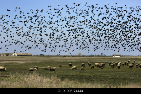 Hortobágy-stock-foto