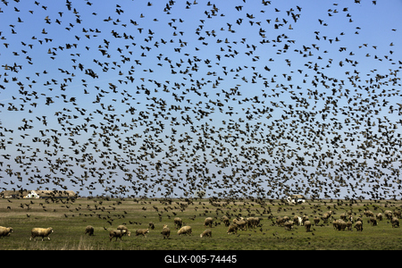 Hortobágy-stock-foto