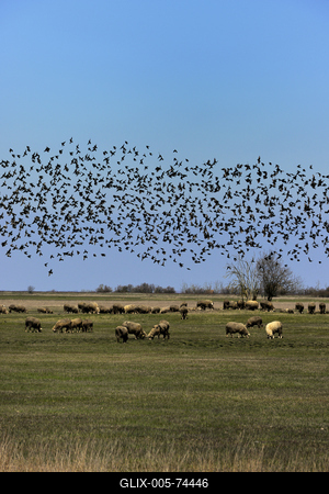 Hortobágy-stock-foto