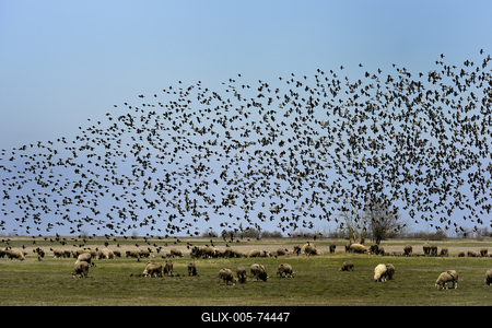 Hortobágy-stock-foto