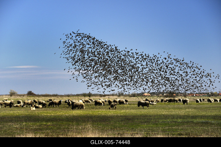 Hortobágy-stock-foto
