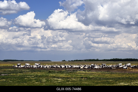 Hortobágy-stock-foto
