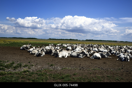 Hortobágy-stock-foto
