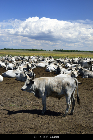 Hortobágy-stock-foto