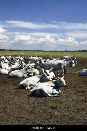 Hortobágy-stock-foto