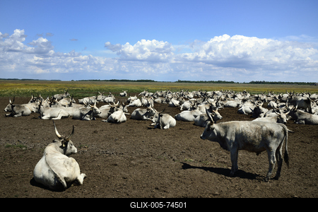 Hortobágy-stock-foto