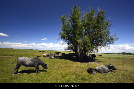 Hortobágy-stock-foto