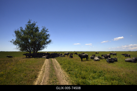 Hortobágy-stock-foto