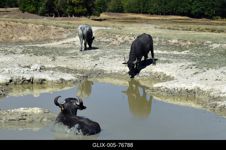 Kápolnapusztai Bivalyrezervátum-stock-foto