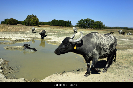 Kápolnapusztai Bivalyrezervátum-stock-foto