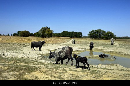 Kápolnapusztai Bivalyrezervátum-stock-foto