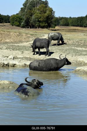 Kápolnapusztai Bivalyrezervátum-stock-foto