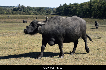Kápolnapusztai Bivalyrezervátum-stock-foto