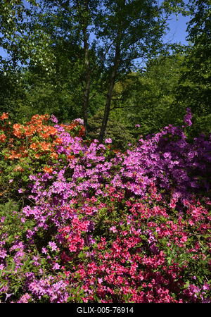 Jeli arborétum-stock-foto