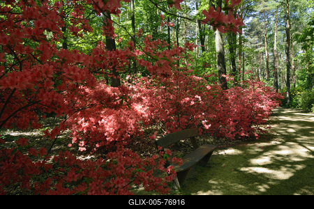 Jeli arborétum-stock-foto