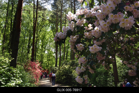 Jeli arborétum-stock-foto