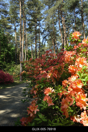 Jeli arborétum-stock-foto