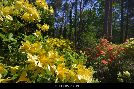 Jeli arborétum-stock-foto