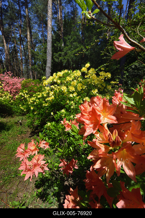 Jeli arborétum-stock-foto