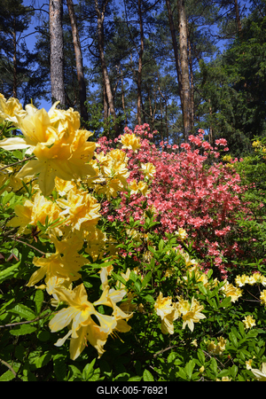 Jeli arborétum-stock-foto