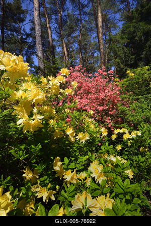 Jeli arborétum-stock-foto