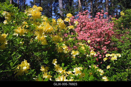 Jeli arborétum-stock-foto