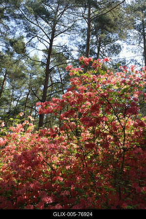 Jeli arborétum-stock-foto