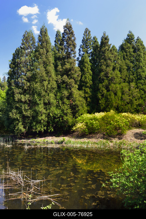 Jeli arborétum-stock-foto