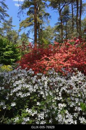 Jeli arborétum-stock-foto