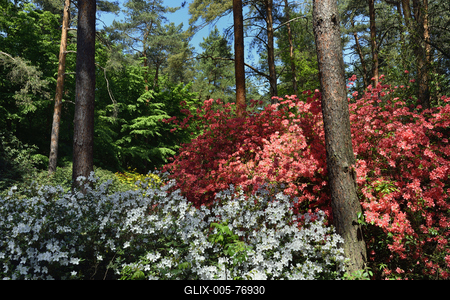 Jeli arborétum-stock-foto