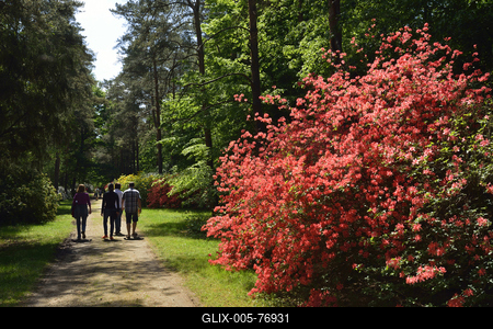 Jeli arborétum-stock-foto