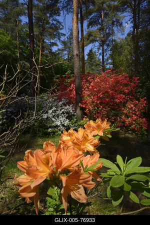 Jeli arborétum-stock-foto