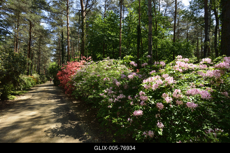 Jeli arborétum-stock-foto