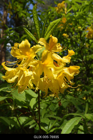 Jeli arborétum-stock-foto