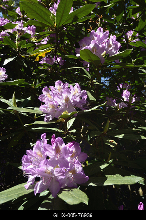 Jeli arborétum-stock-foto