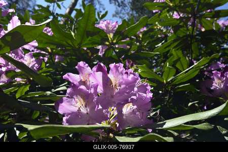 Jeli arborétum-stock-foto