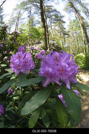 Jeli arborétum-stock-foto