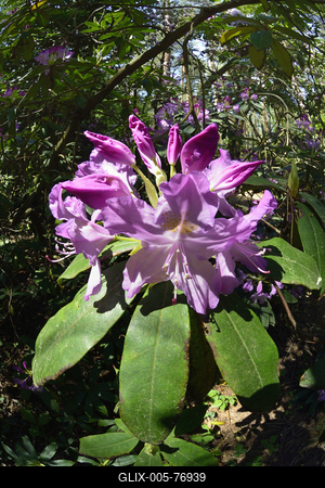 Jeli arborétum-stock-foto