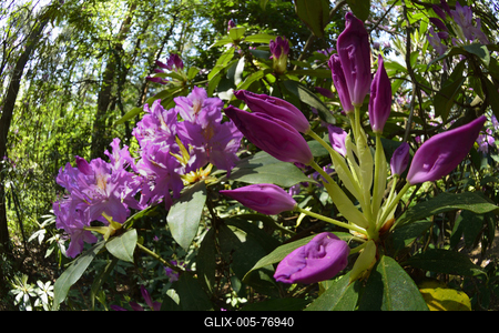 Jeli arborétum-stock-foto