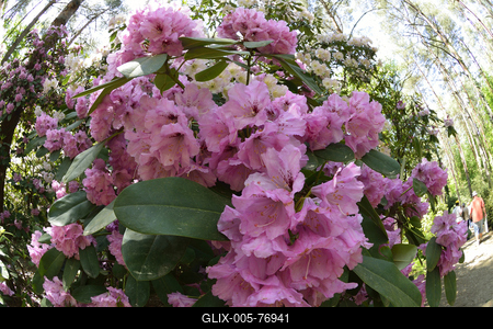 Jeli arborétum-stock-foto