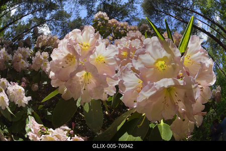 Jeli arborétum-stock-foto