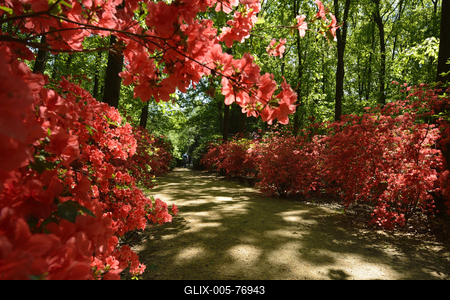 Jeli arborétum-stock-foto
