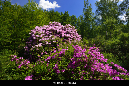 Jeli arborétum-stock-foto