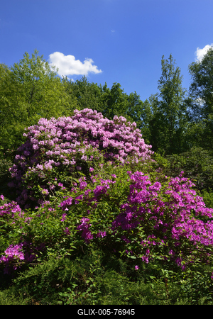 Jeli arborétum-stock-foto