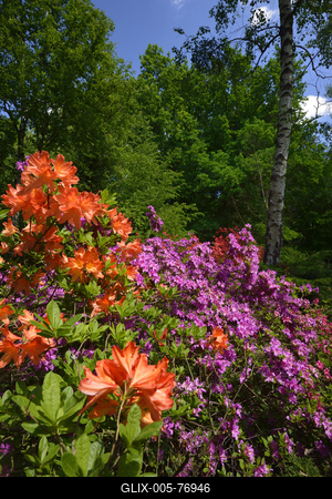 Jeli arborétum-stock-foto