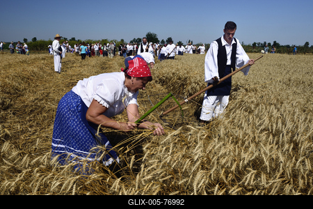 Jászapáti Aratónap-stock-foto