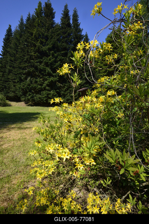 Jeli arborétum-stock-foto